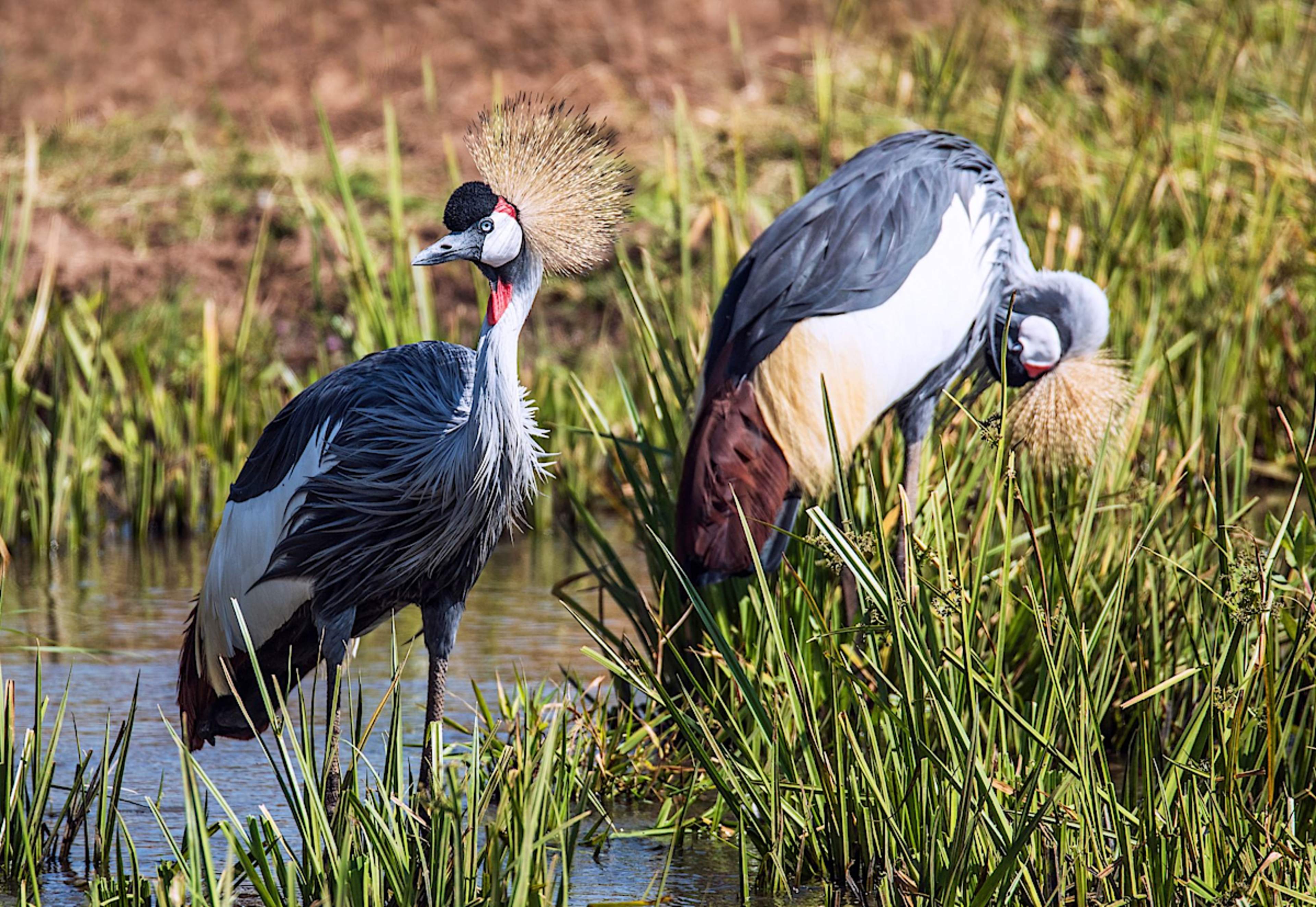 Cranes